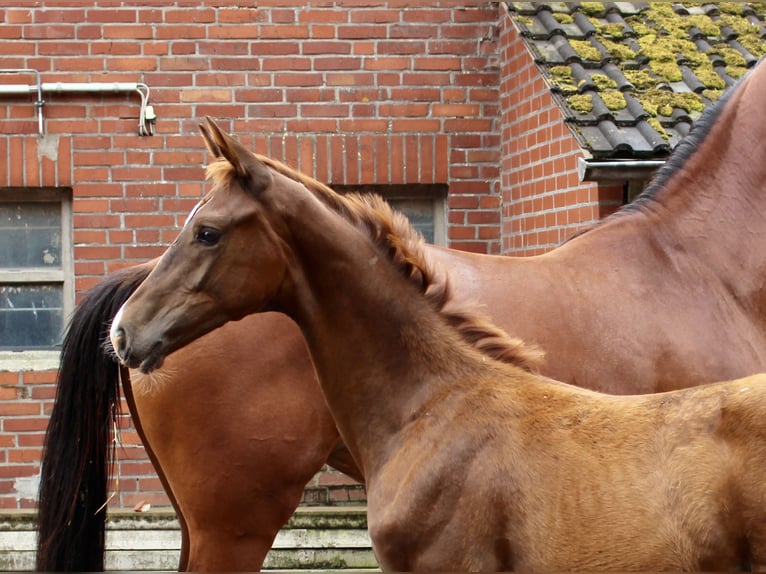 Oldenburg Stallion Foal (04/2025) Chestnut in Lastrup