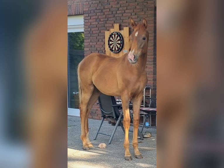 Oldenburg Stallion Foal (04/2024) Chestnut in Petershagen