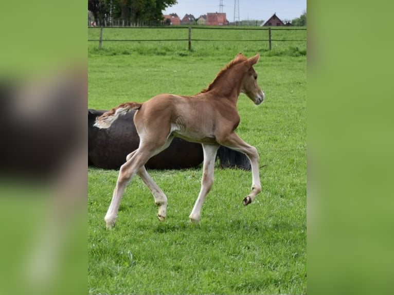 Oldenburg Stallion Foal (04/2024) Chestnut in Petershagen