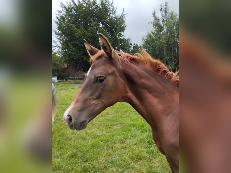 Oldenburg Stallion Foal (04/2024) Chestnut in Petershagen