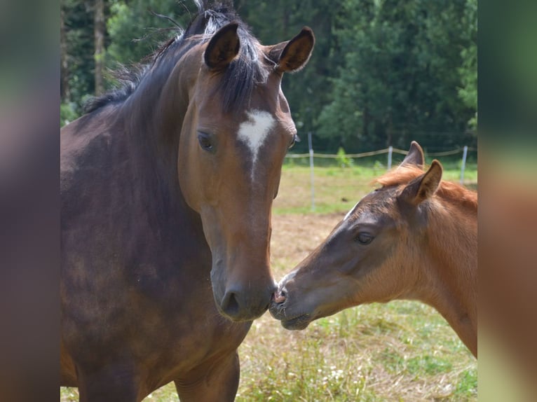 Oldenburg Stallion Foal (04/2024) Chestnut in Petershagen