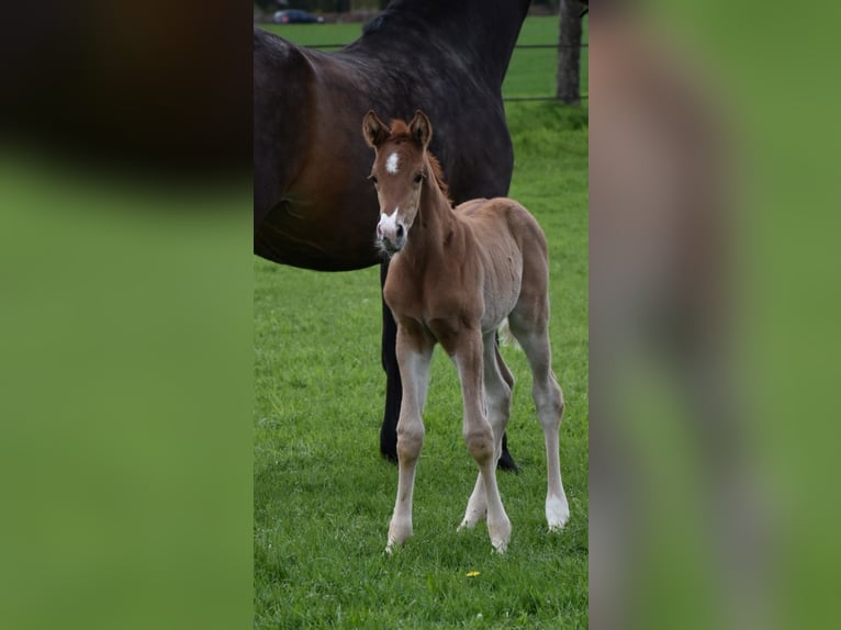 Oldenburg Stallion Foal (04/2024) Chestnut in Petershagen