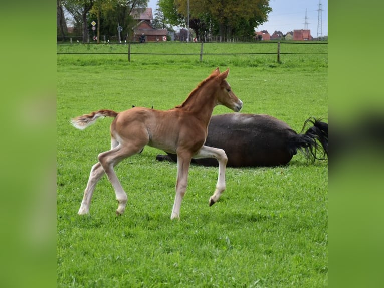 Oldenburg Stallion Foal (04/2024) Chestnut in Petershagen