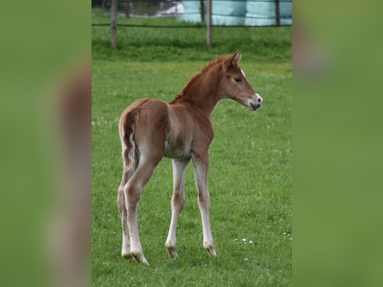 Oldenburg Stallion Foal (04/2024) Chestnut in Petershagen