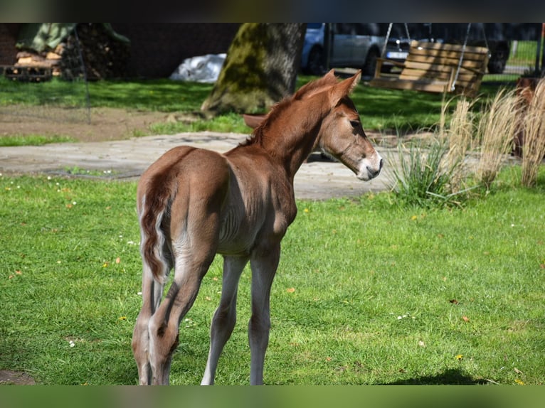 Oldenburg Stallion Foal (04/2024) Chestnut in Petershagen