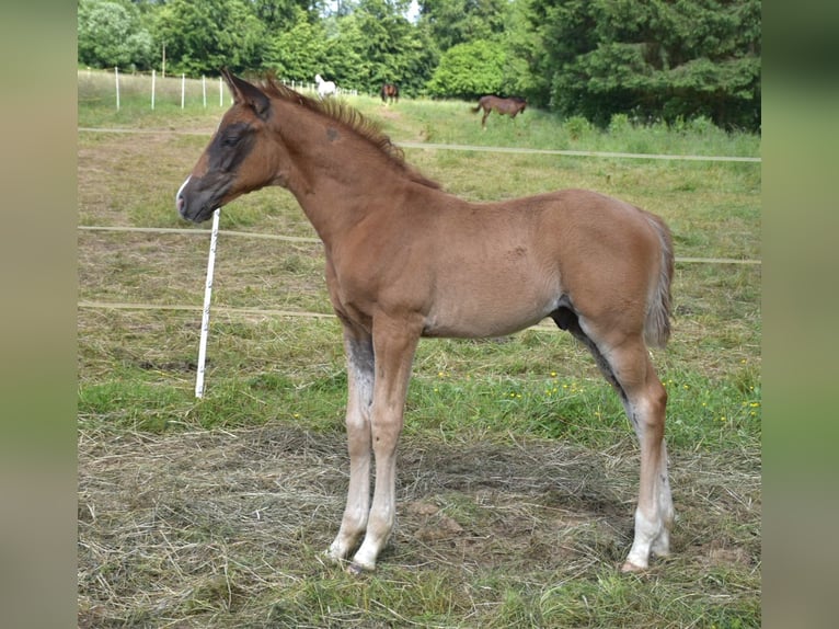 Oldenburg Stallion Foal (04/2024) Chestnut in Petershagen