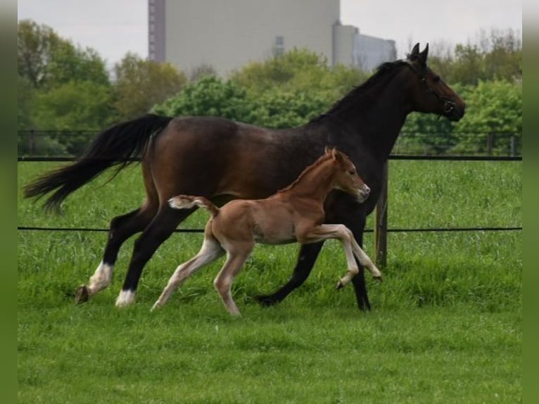 Oldenburg Stallion Foal (04/2024) Chestnut in Petershagen