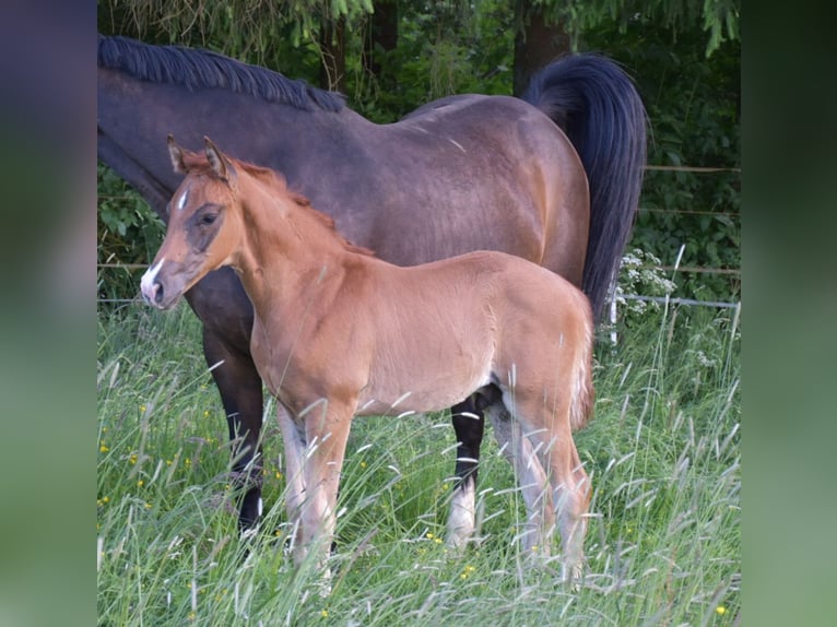 Oldenburg Stallion Foal (04/2024) Chestnut in Petershagen