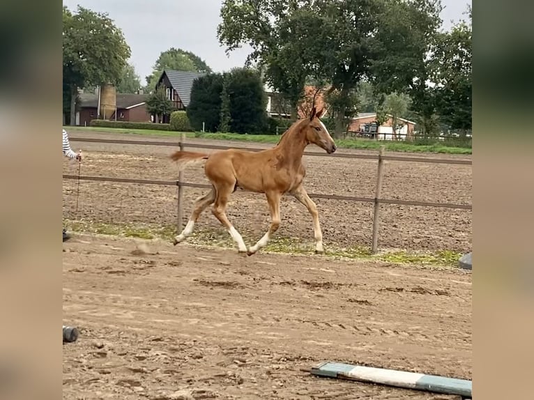 Oldenburg Stallion Foal (07/2024) Chestnut in Steinfeld (Oldenburg)