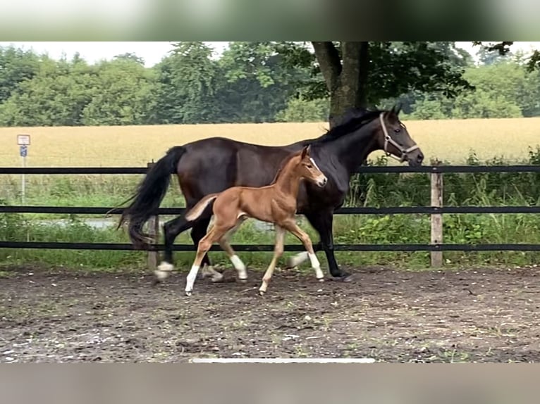 Oldenburg Stallion Foal (07/2024) Chestnut in Steinfeld (Oldenburg)