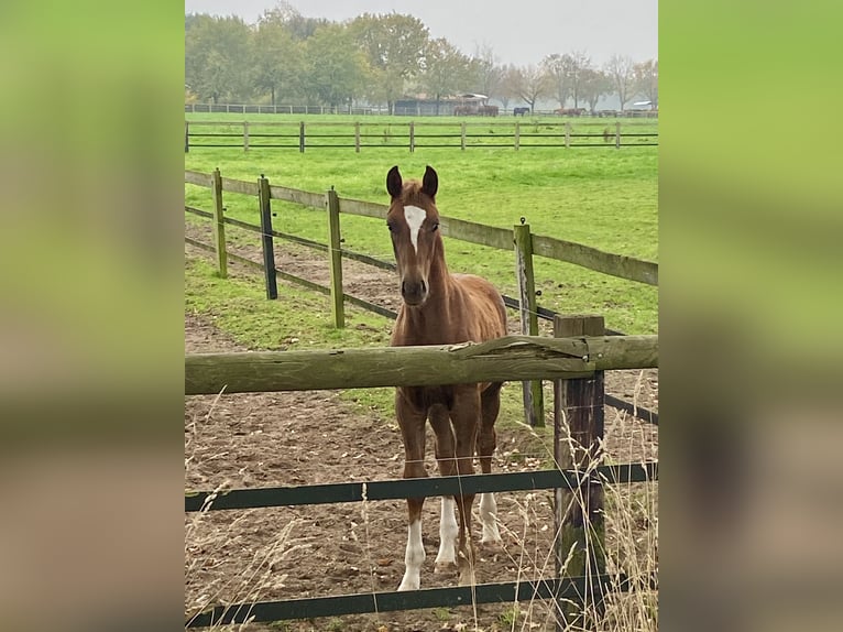 Oldenburg Stallion Foal (07/2024) Chestnut in Steinfeld (Oldenburg)