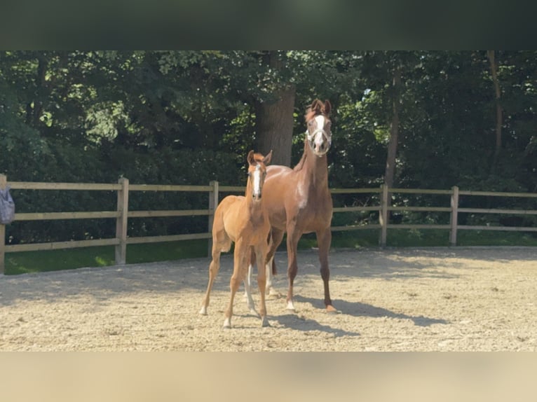 Oldenburg Stallion Foal (04/2026) Chestnut in WildeshausenWildeshausen