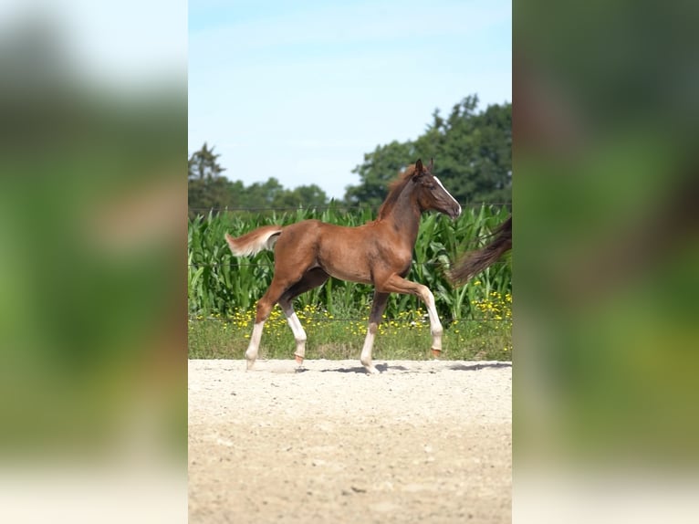 Oldenburg Stallion Foal (05/2024) Chestnut in Löningen