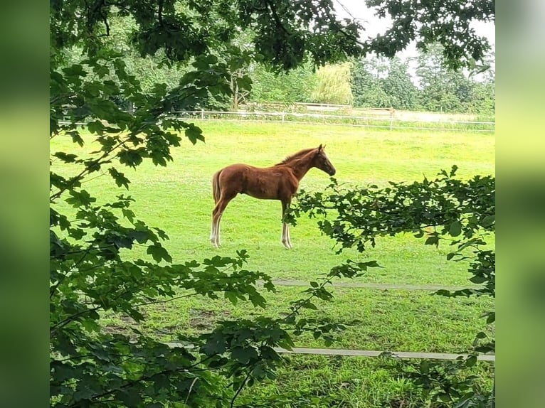 Oldenburg Stallion Foal (03/2024) Chestnut in Oederquart