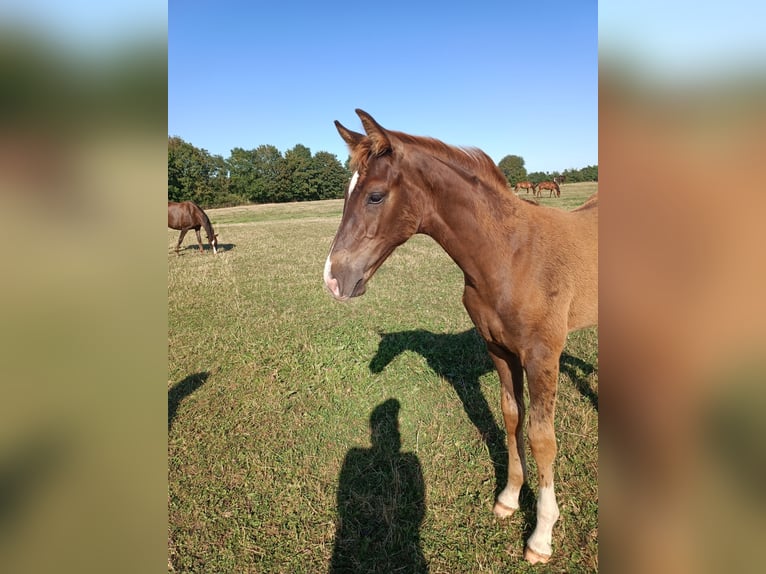 Oldenburg Stallion Foal (04/2026) Chestnut in Oeversee