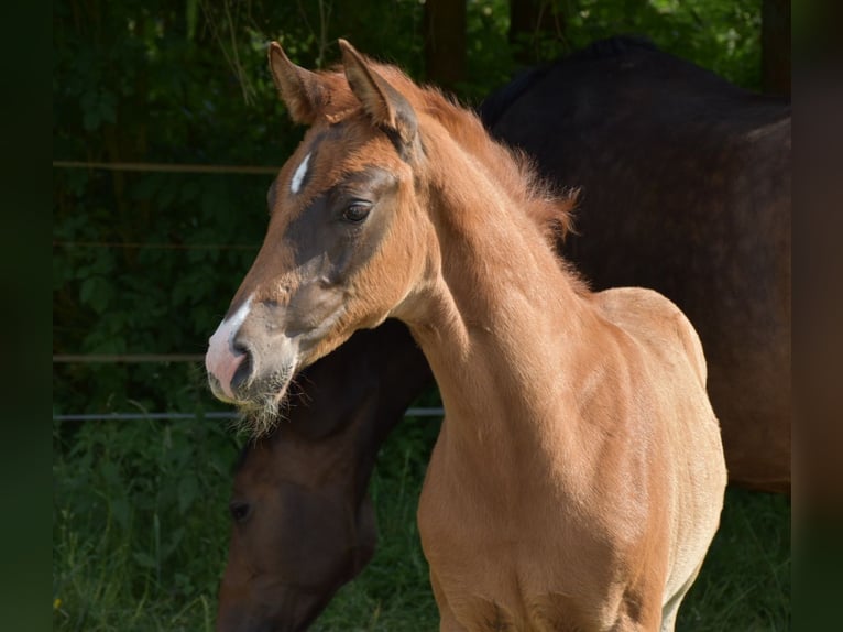 Oldenburg Stallion Foal (04/2024) Chestnut in Petershagen