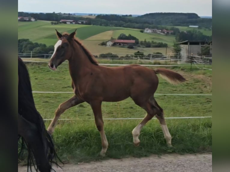 Oldenburg Stallion Foal (05/2024) Chestnut in Sankt Wolfgang