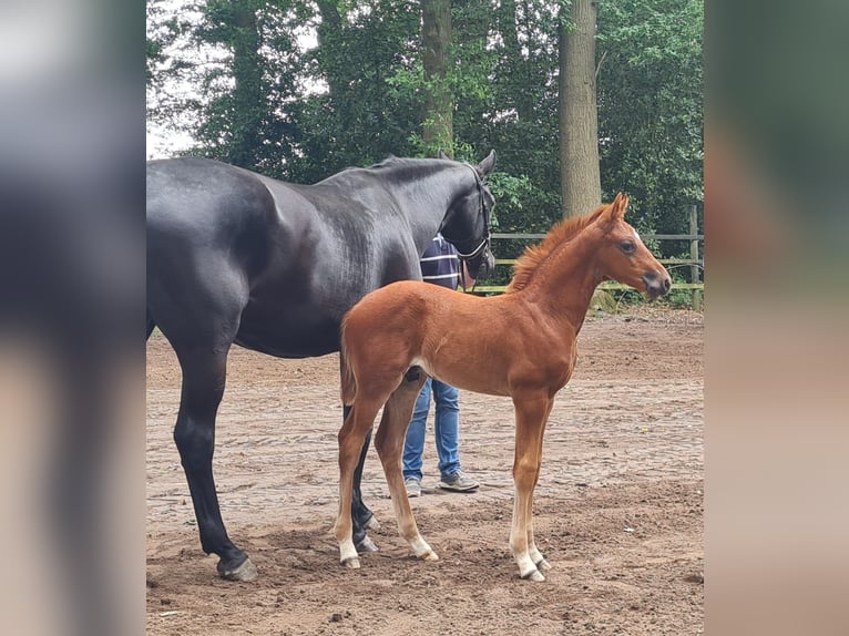 Oldenburg Stallion Foal (04/2025) Chestnut in Twistringen