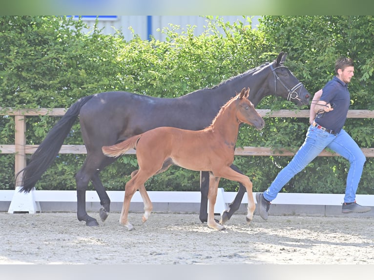 Oldenburg Stallion Foal (04/2025) Chestnut in Twistringen