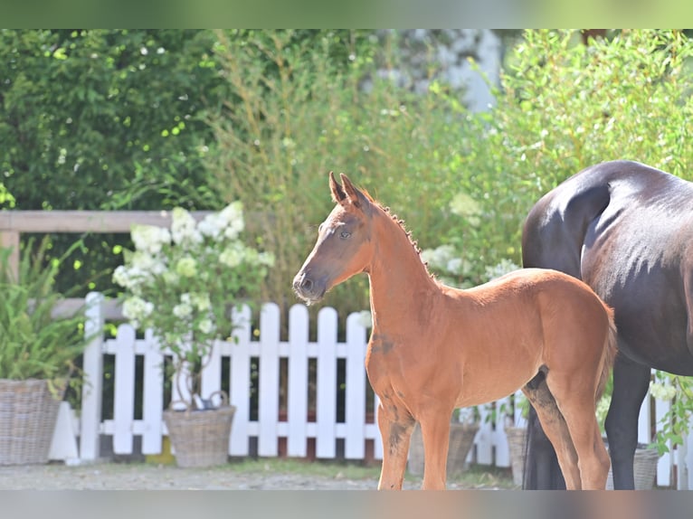 Oldenburg Stallion Foal (04/2025) Chestnut in Twistringen