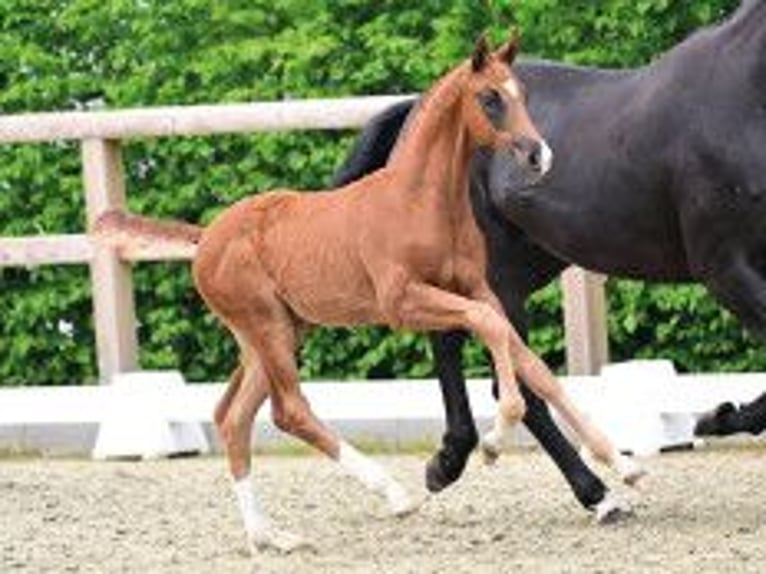 Oldenburg Stallion Foal (02/2026) Chestnut in Vechta