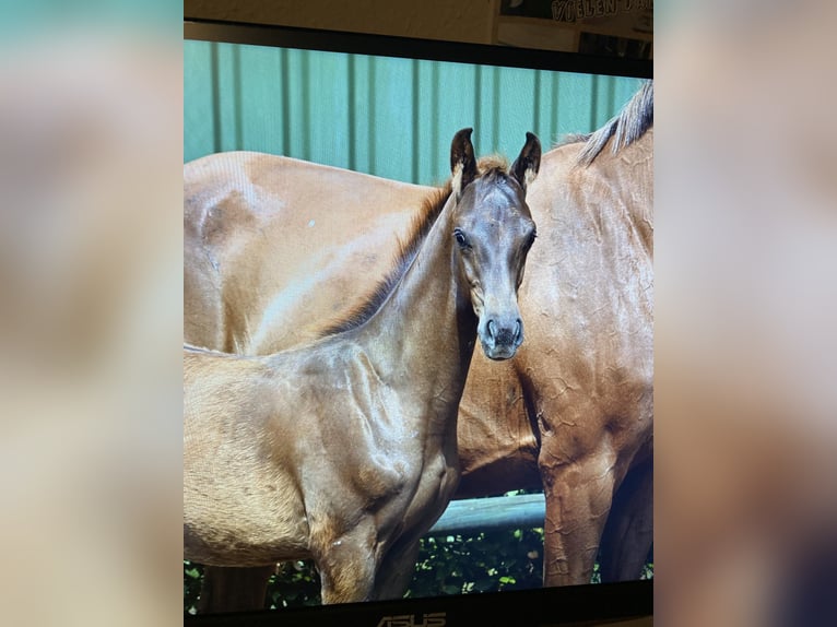 Oldenburg Stallion Foal (04/2026) Chestnut in Vrees