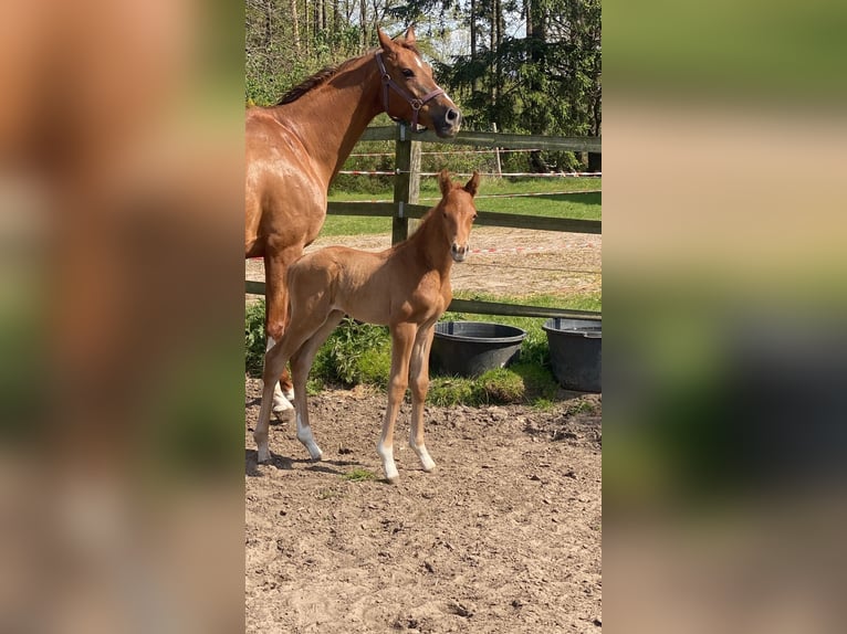 Oldenburg Stallion Foal (04/2026) Chestnut in Vrees