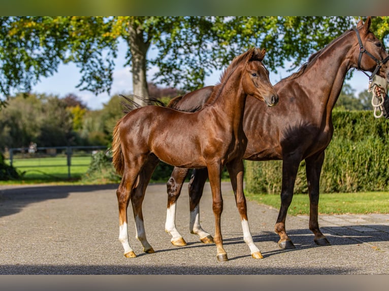 Oldenburg Stallion  Chestnut in Wardenburg