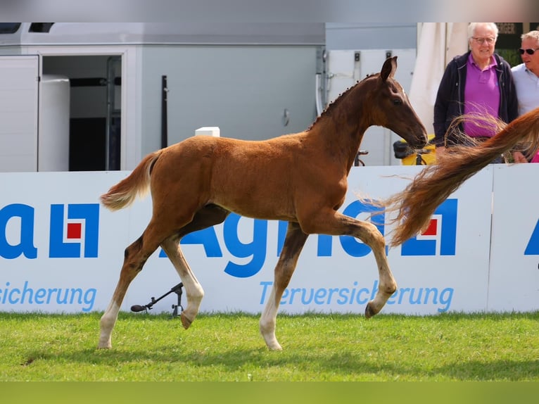 Oldenburg Stallion Foal (04/2025) Chestnut in Westerstede