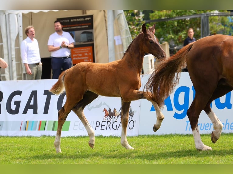 Oldenburg Stallion Foal (04/2025) Chestnut in Westerstede