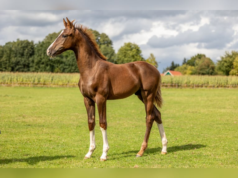 Oldenburg Stallion Foal (05/2025) Chestnut in Wilsum