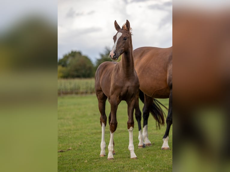 Oldenburg Stallion Foal (05/2025) Chestnut in Wilsum