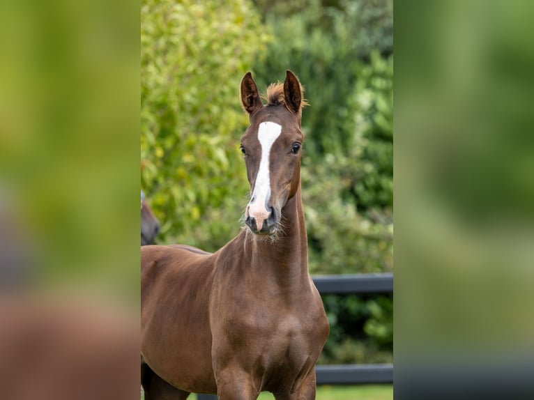 Oldenburg Stallion Foal (05/2025) Chestnut in Wilsum