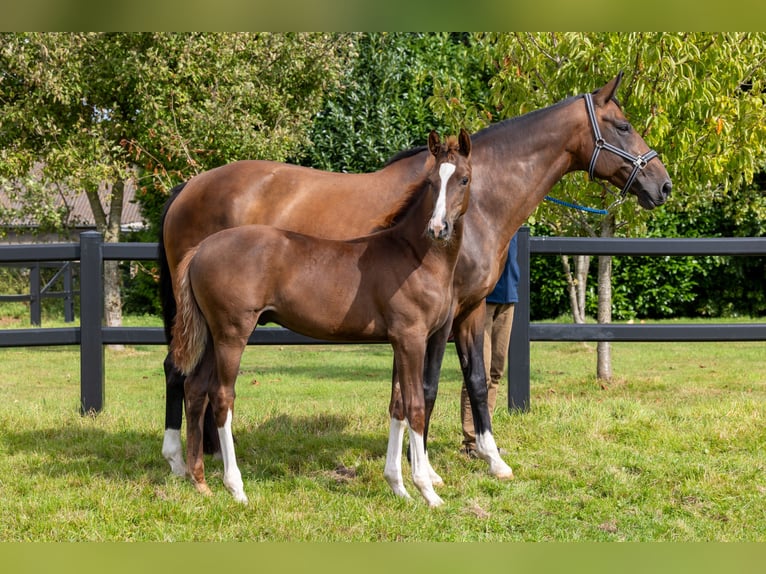 Oldenburg Stallion Foal (05/2025) Chestnut in Wilsum