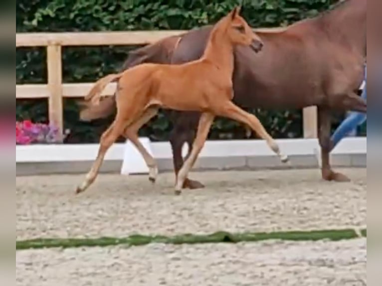 Oldenburg Stallion Foal (04/2024) Chestnut in Wingst