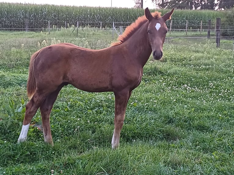 Oldenburg Stallion Foal (05/2024) Chestnut in zaffelare