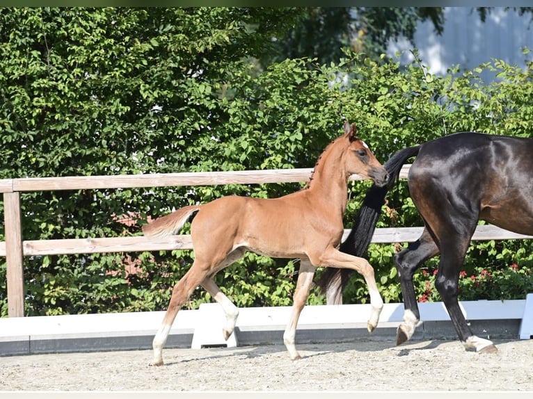 Oldenburg Stallion Foal (06/2025) Chestnut in Molbergen