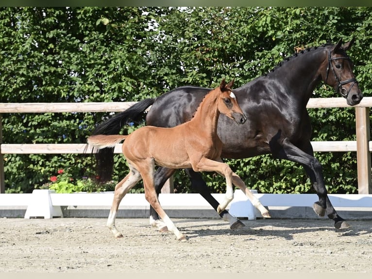 Oldenburg Stallion Foal (06/2025) Chestnut in Molbergen