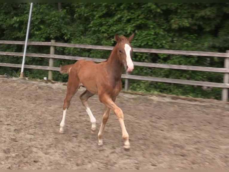 Oldenburg Stallion Foal (03/2024) Chestnut-Red in Cloppenburg