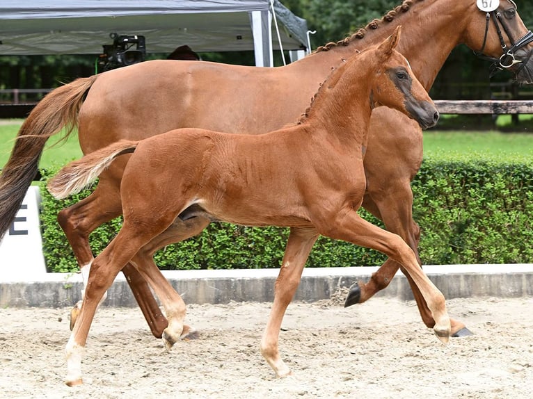 Oldenburg Stallion Foal (05/2024) Chestnut-Red in Bad Bevensen