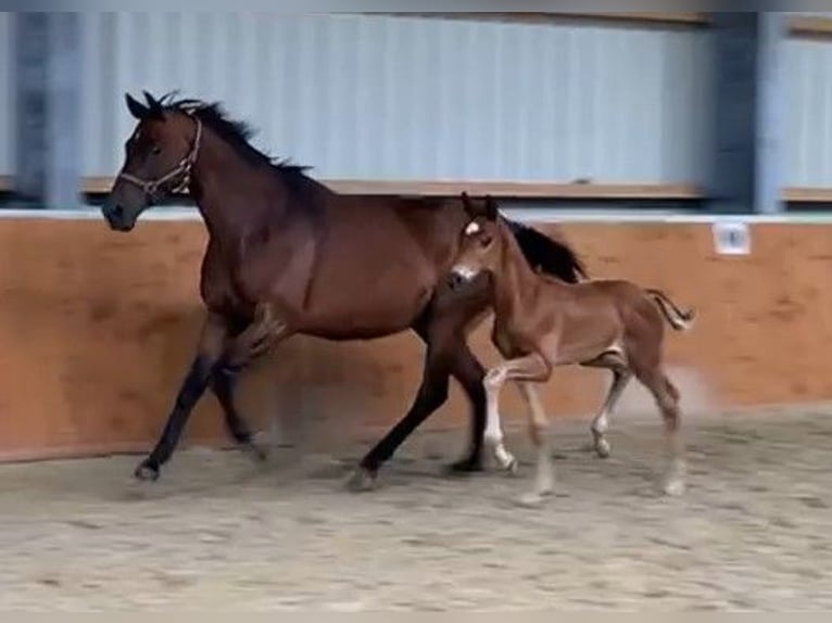 Oldenburg Stallion Foal (06/2024) Chestnut-Red in Molbergen