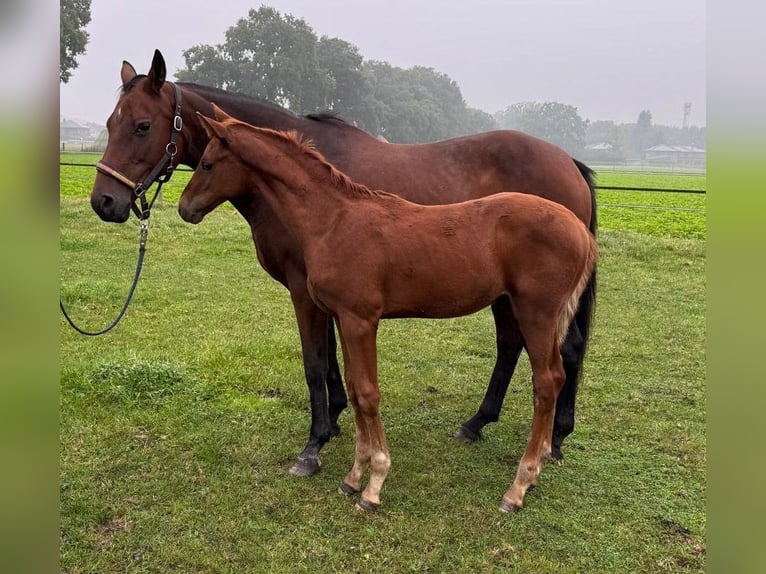 Oldenburg Stallion Foal (06/2024) Chestnut-Red in Molbergen