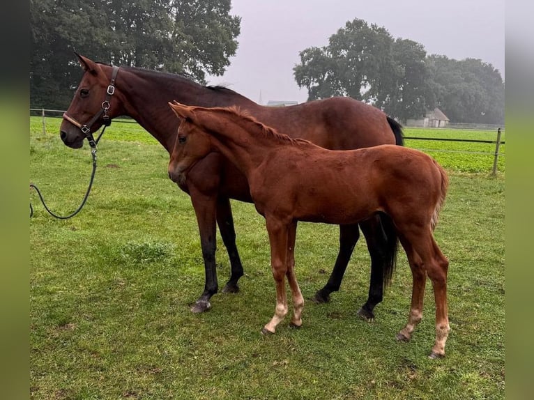 Oldenburg Stallion Foal (06/2024) Chestnut-Red in Molbergen