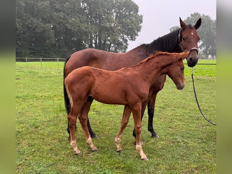 Oldenburg Stallion Foal (06/2024) Chestnut-Red in Molbergen