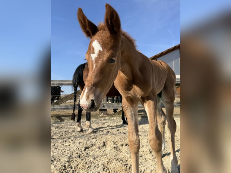 Oldenburg Stallion  Chestnut-Red in Haidershofen