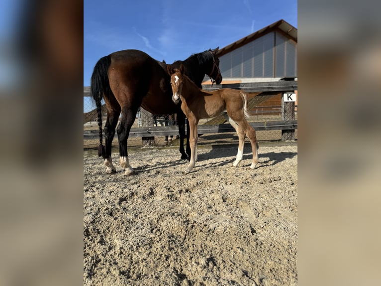 Oldenburg Stallion  Chestnut-Red in Haidershofen