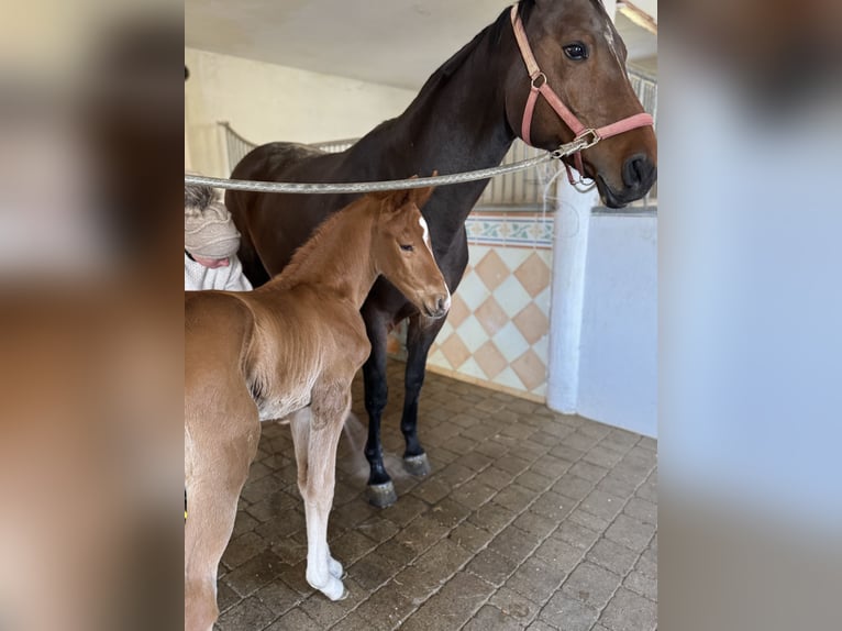 Oldenburg Stallion  Chestnut-Red in Haidershofen