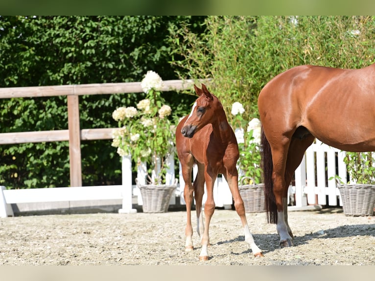 Oldenburg Stallion Foal (06/2025) Chestnut-Red in Lohne (Oldenburg)