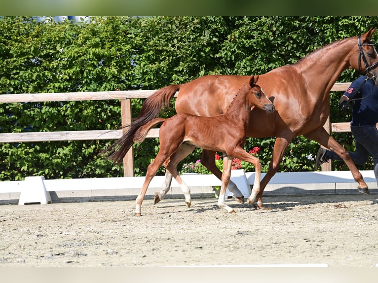 Oldenburg Stallion Foal (06/2025) Chestnut-Red in Lohne (Oldenburg)