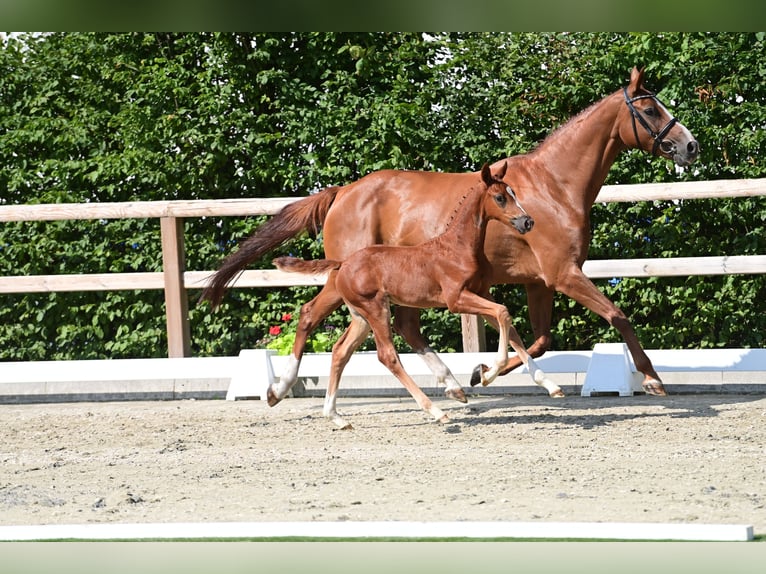 Oldenburg Stallion Foal (06/2025) Chestnut-Red in Lohne (Oldenburg)
